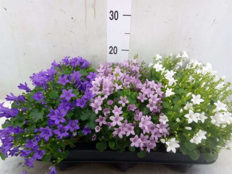 Campanula- Harangvirág (Mixtray) 11/20cm