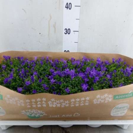 Campanula porten.- Harangvirág 10,5/22cm