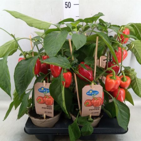 Capsicum Annuum- Díszpaprika (PICK-&-JOY) 14/45cm