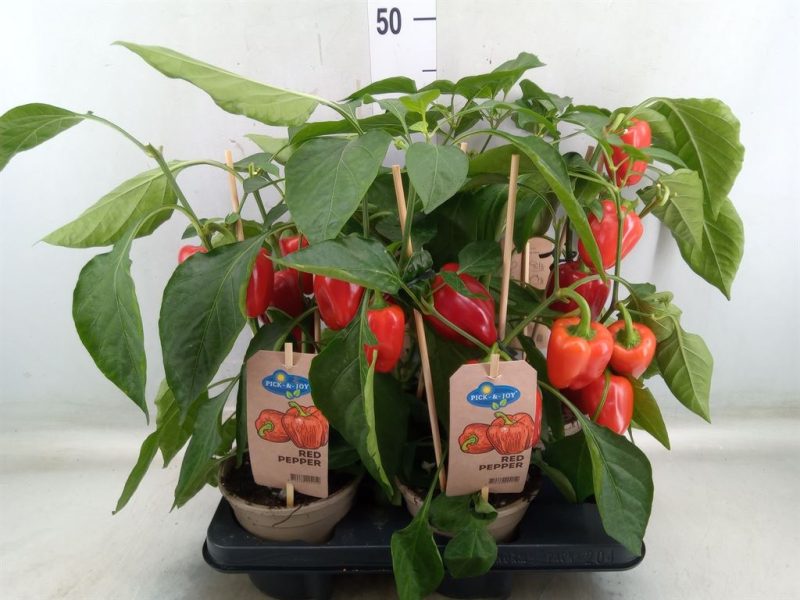 Capsicum Annuum- Díszpaprika (PICK-&-JOY) 14/45cm