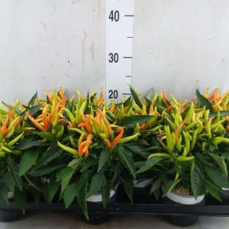 Capsicum Annuum- Díszpaprika (Favorit Orange) 10,5/25cm