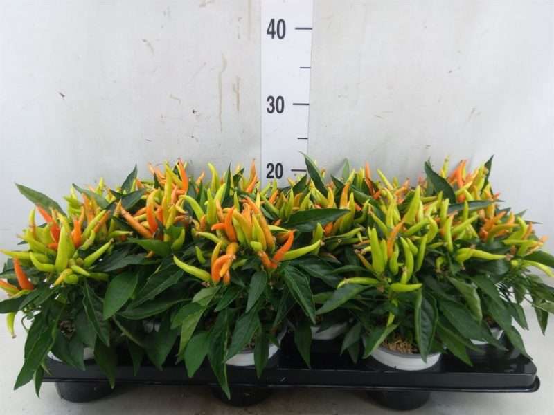 Capsicum Annuum- Díszpaprika (Favorit Orange) 10,5/25cm