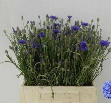 Centaurea Cyanus- Imola 50cm