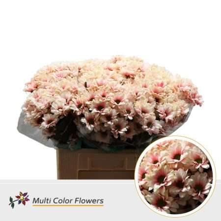 Bicolor- Festett Krizantém (Kennedy Soft peach) 60cm