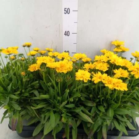 Coreopsis grandiflora (Presto)- Menyecskeszem 15/30cm