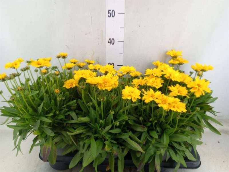 Coreopsis grandiflora (Presto)- Menyecskeszem 15/30cm