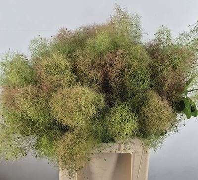 Cotinus coggygria- Cserszömörce (Mag Green Fountain) 65cm