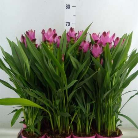 Kurkuma (Al Siam Splash) 14/65cm