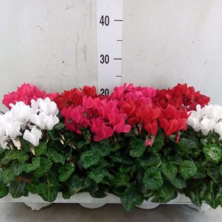 Cyclamen- Ciklámen (Compact Mix) 10,5/25cm