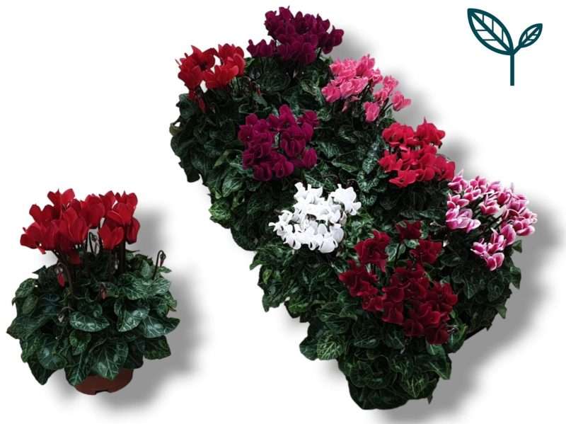 Cyclamen- Ciklámen (Compact Mix) 10,5/25cm