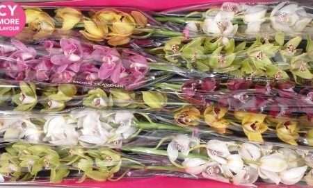 Cymbidium- Csónakorchidea (Mix) 60cm