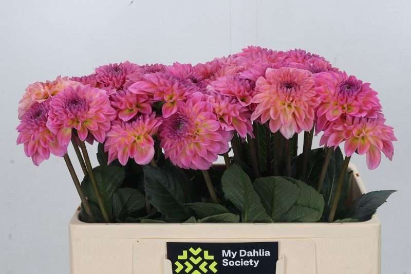 Bicolor Rózsaszín Dahlia- Dália (Esli) 40cm