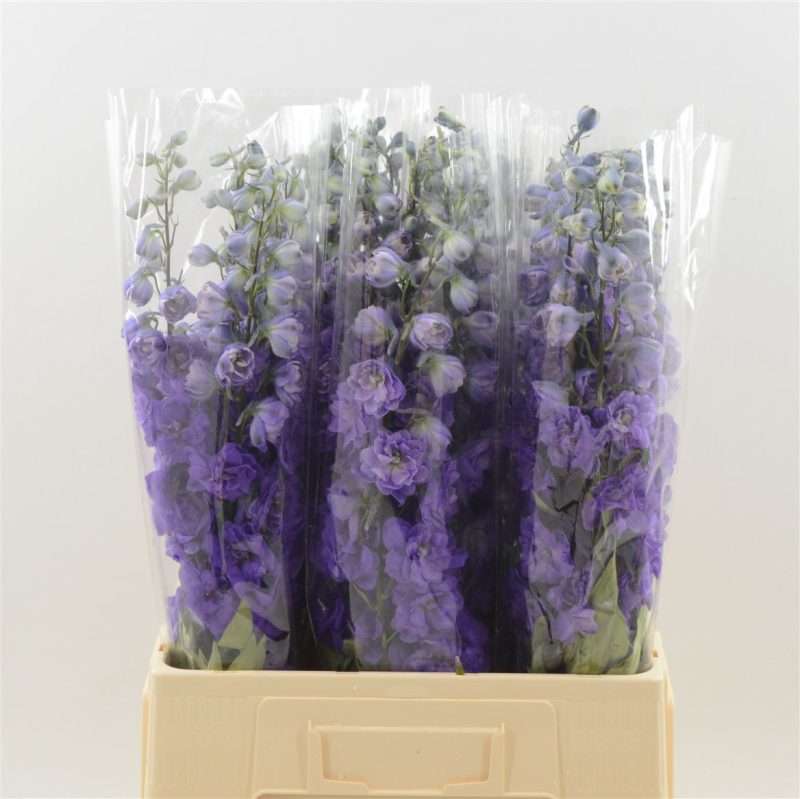 Delphinium- Sarkantyúfű (Dev Purple Heart) 60cm