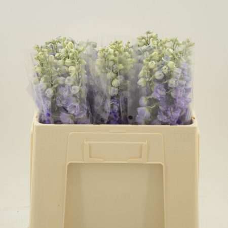 Delphinium- Sarkantyúfű (Deldonna Purple) 50cm