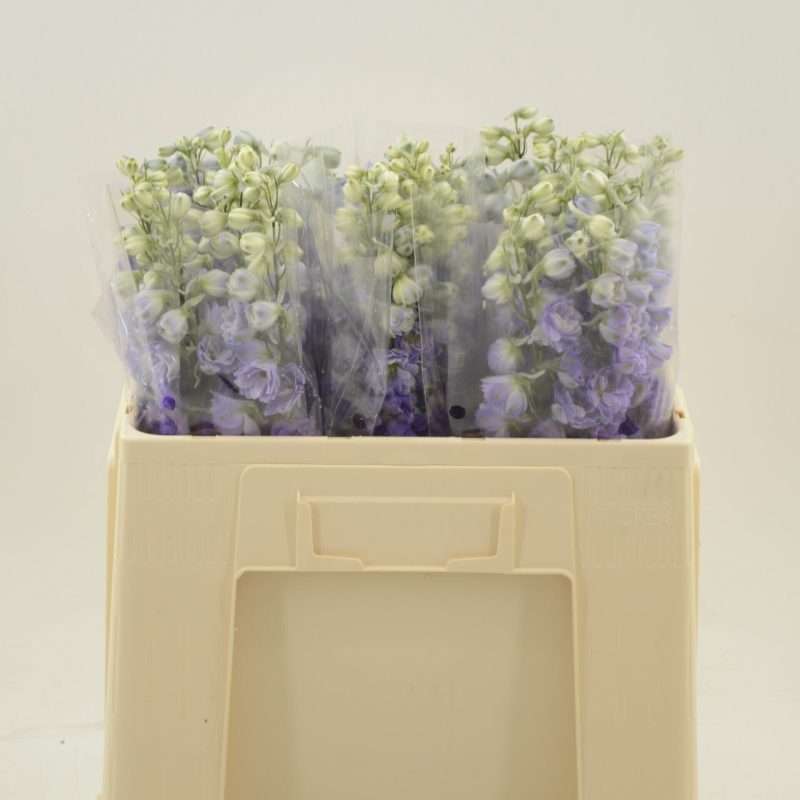 Delphinium- Sarkantyúfű (Deldonna Purple) 50cm