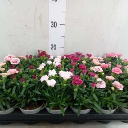 Dianthus- Szegfű (Oscar Mix) 9/15cm