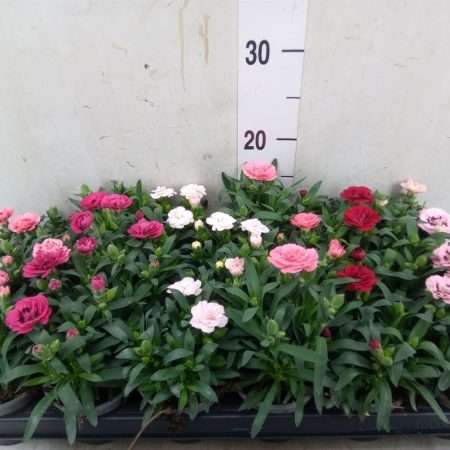 Dianthus- Szegfű (Oscar Mix) 9/17cm