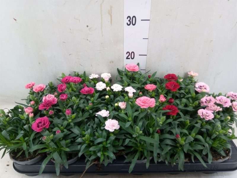 Dianthus- Szegfű (Oscar Mix) 9/17cm