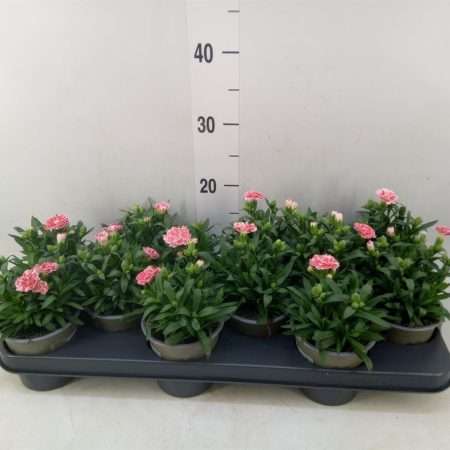Dianthus- Szegfű (Oscar White and Red) 10,5/25cm