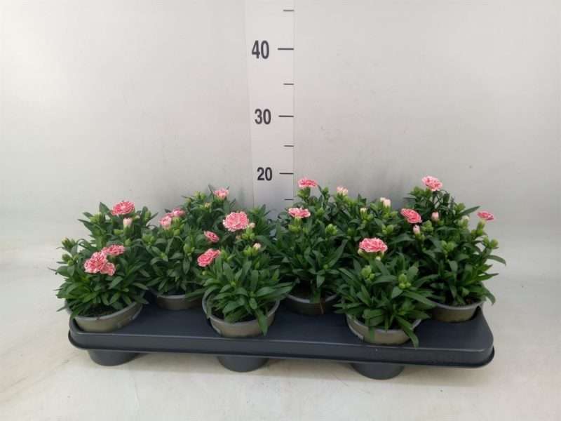 Dianthus- Szegfű (Oscar White and Red) 10,5/25cm