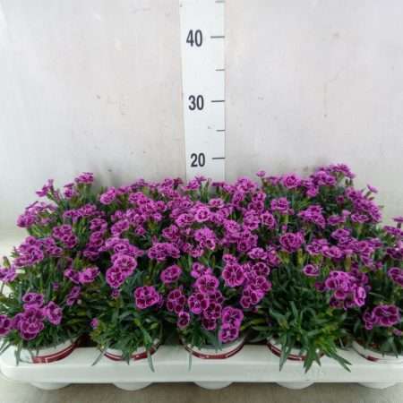Dianthus- Szegfű (Picture Perfect) 10,5/20cm