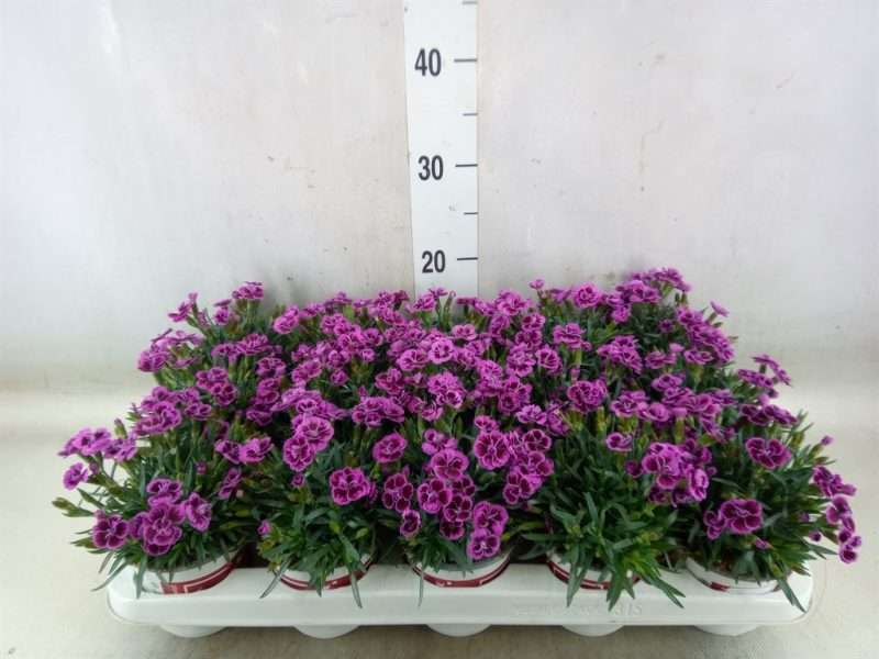 Dianthus- Szegfű (Picture Perfect) 10,5/20cm