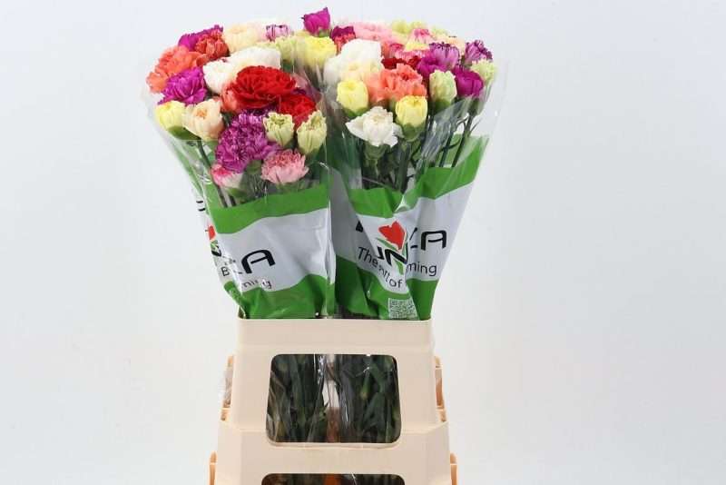 Mix Szegfű (COL Mix In Bunch) 70cm