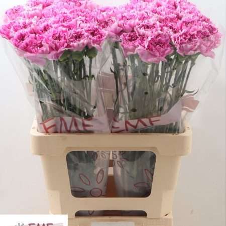 Pink Szegfű (COL Yukari Scuro) 65cm