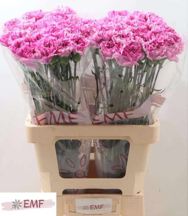 Pink Szegfű (COL Yukari Scuro) 65cm