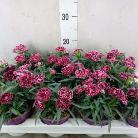 Dianthus- Szegfű (Super Trouper Diwali) 12/20cm