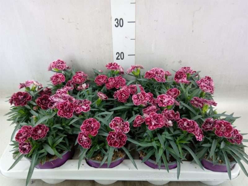 Dianthus- Szegfű (Super Trouper Diwali) 12/20cm