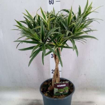 Dracaena Reflexa- Sárkányfa 19/70cm