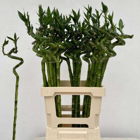 Dracaena Lucky Bamboo- Szerencsebambusz 70cm