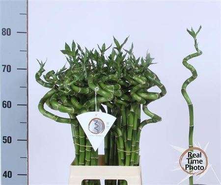 Dracaena Lucky Bamboo- Szerencsebambusz 70cm
