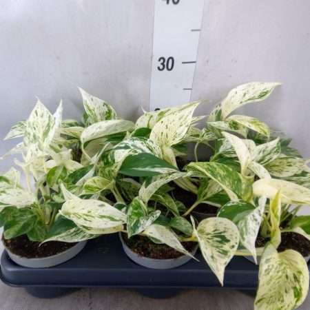Epipremnum Pinnatum- Szobafutóka (Marble Queen) 10,5/25cm