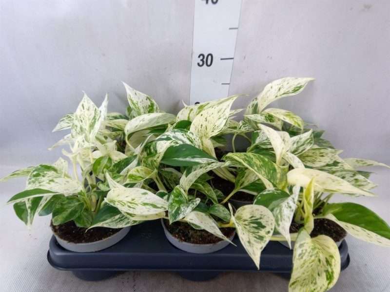 Epipremnum Pinnatum- Szobafutóka (Marble Queen) 10,5/25cm