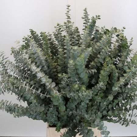 Eucalyptus Baby Blue 50cm