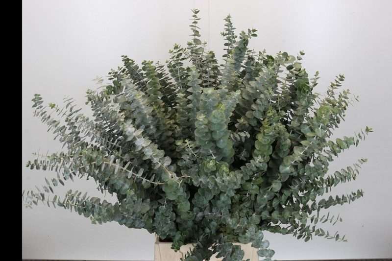 Eucalyptus Baby Blue 50cm