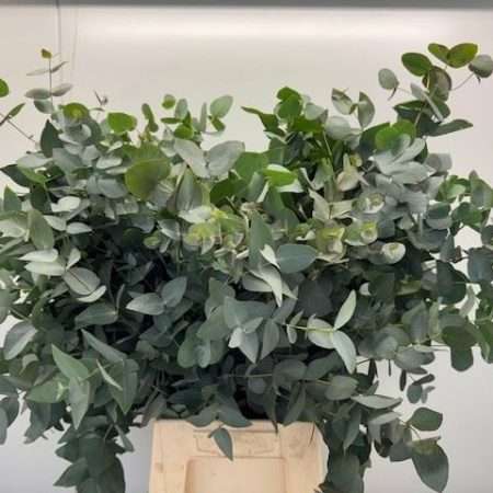 Eucalyptus Cinerea 70cm/300gr