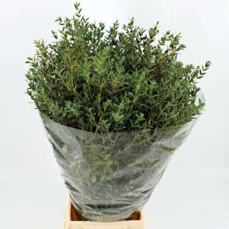 Eucalyptus Parvifolia- 70cm/200g
