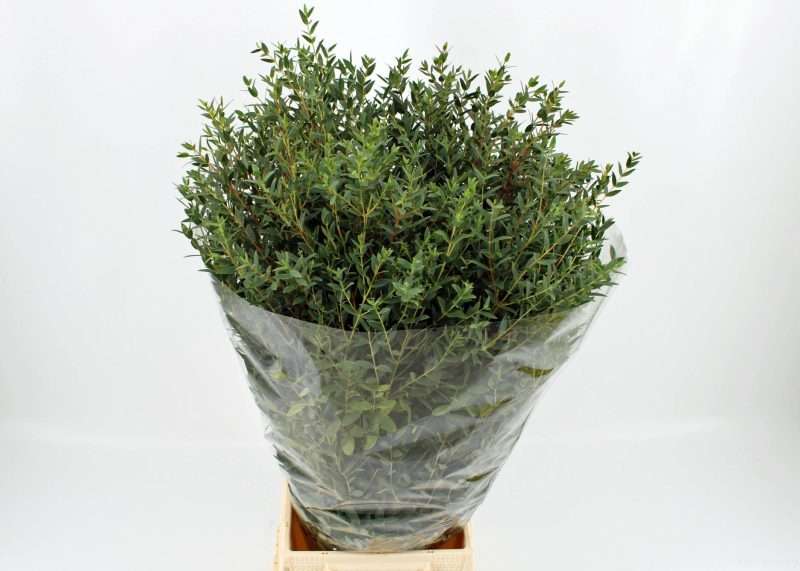Eucalyptus Parvifolia- 70cm/200g