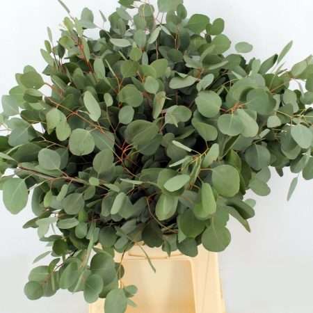 Eucalyptus Polyanthemos 65cm/200g
