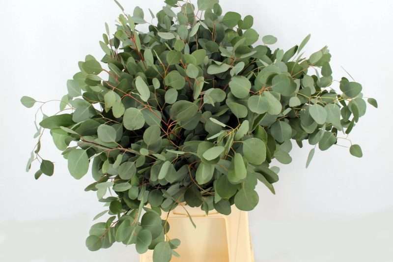 Eucalyptus Polyanthemos 65cm/200g