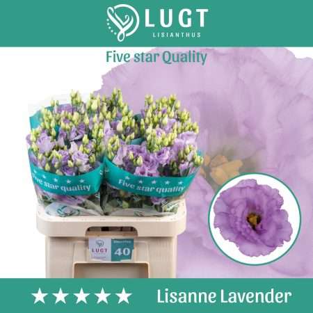 Lila Lisianthus (Double Lisanne Lavender) 70cm