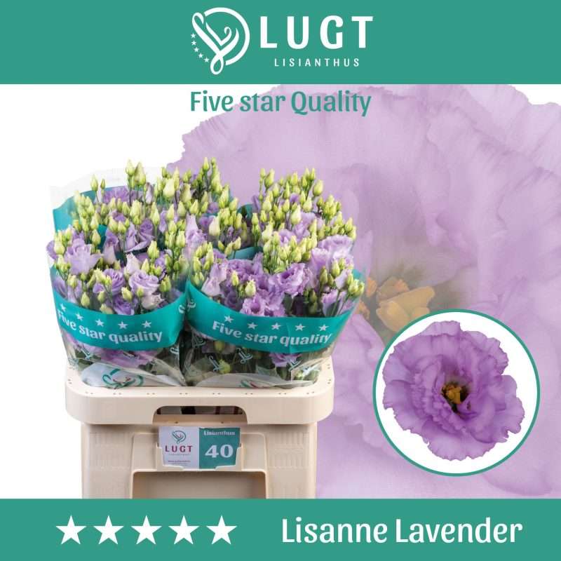 Lila Lisianthus (Double Lisanne Lavender) 70cm