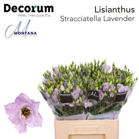 Lila Lisianthus (Double Straccia Lavende) 70cm