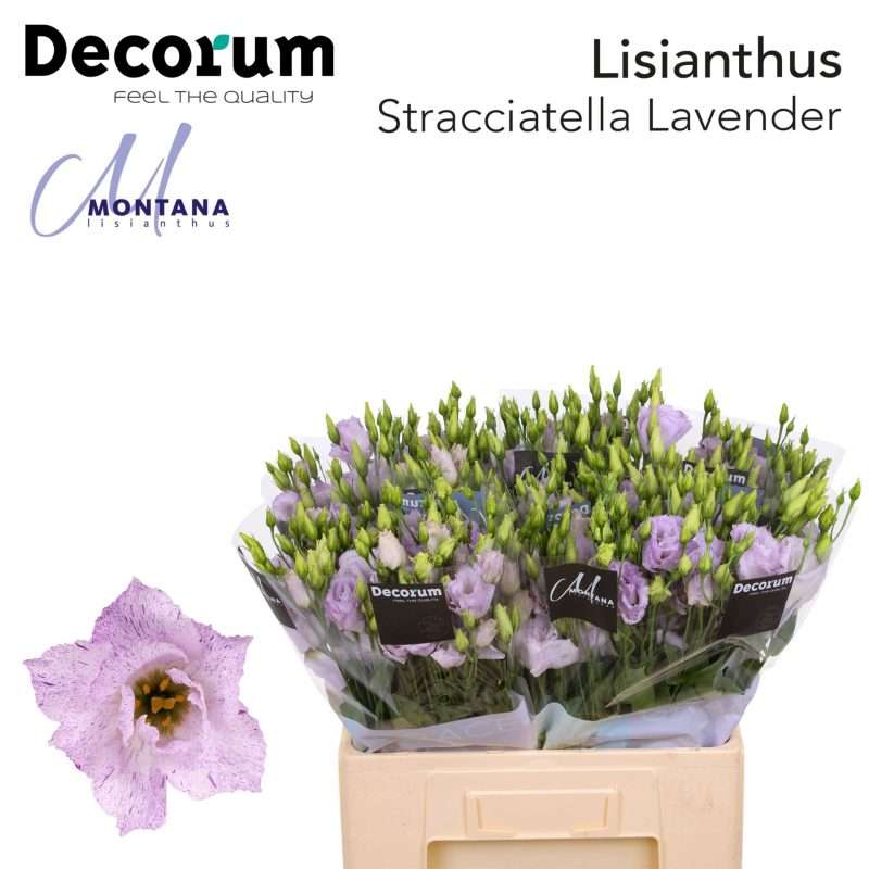 Lila Lisianthus (Double Straccia Lavende) 70cm