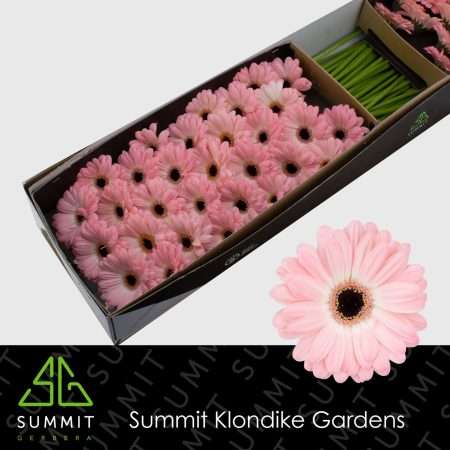 Rózsaszín Gerbera (Mini Duet) 45cm