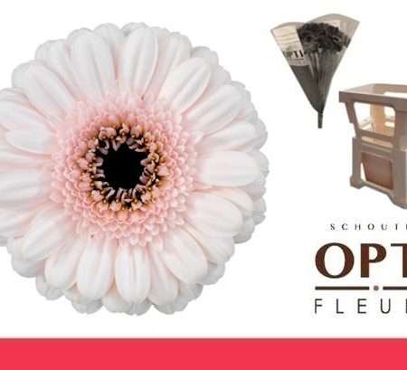 Fehér/Rózsaszín Gerbera (Mini Kokomo) 50cm