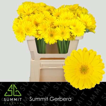 Citromsárga Gerbera (Mini Moreno) 50cm